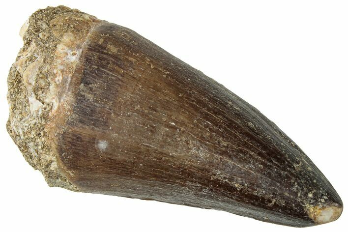 Fossil Mosasaur (Prognathodon) Tooth - Morocco #322613